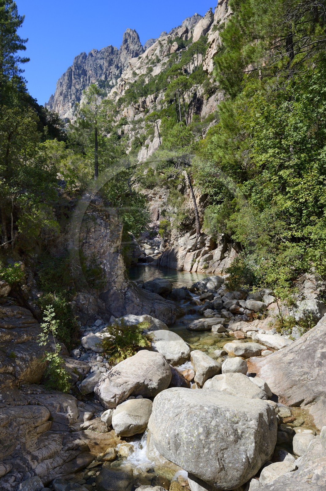 France, Corse-du-Sud (2A), Alta Rocca, Bavella, canyoning dans le torrent de Polischellu