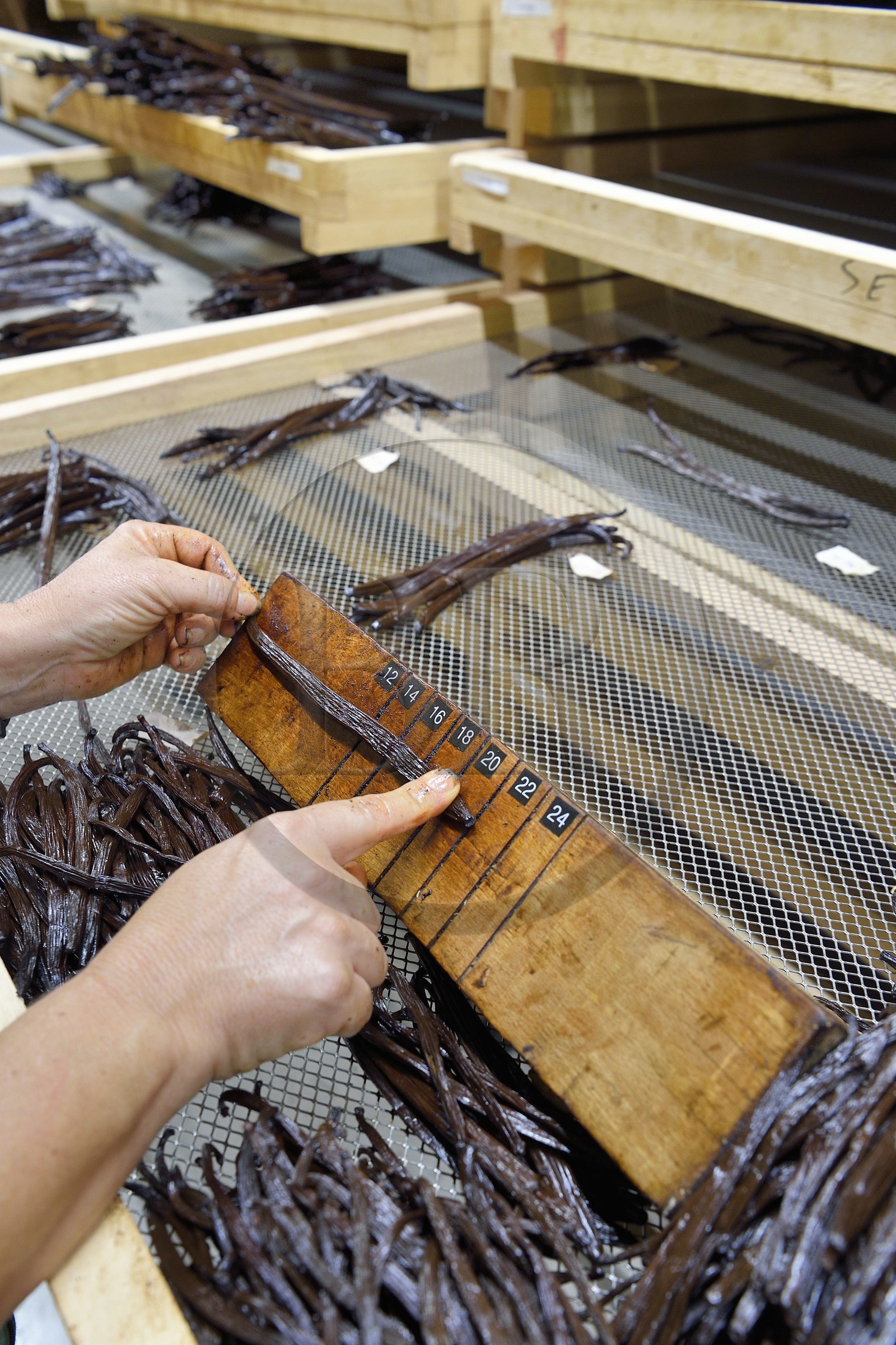 France, Ile de la Reunion, Saint-Louis, Domaine de Bellevue, producteur de vanille biologique, calibrage des gousses de vanille France, Ile de la Reunion, Saint-Louis, Domaine de Bellevue, producteur de vanille biologique, calibrage des gousses de vanille