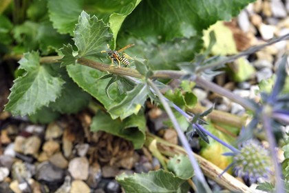 France, Bas Rhin, Northern Vosges Regional Natural Park, Obersteinbach, the ecological garden Hymenoptera, European paper wasp (Polistes dominula) on a Eryngium