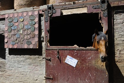 France, Saône et Loire (71), Cluny, l'élevage de Merzé, martinot.fr