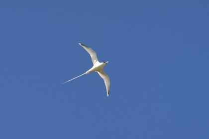 France, Ile de la Reunion, côte sud, Petite-Ile, Paille en queue ou Phaéton à bec jaune (Phaethon lepturus) est un des emblèmes des Mascareignes