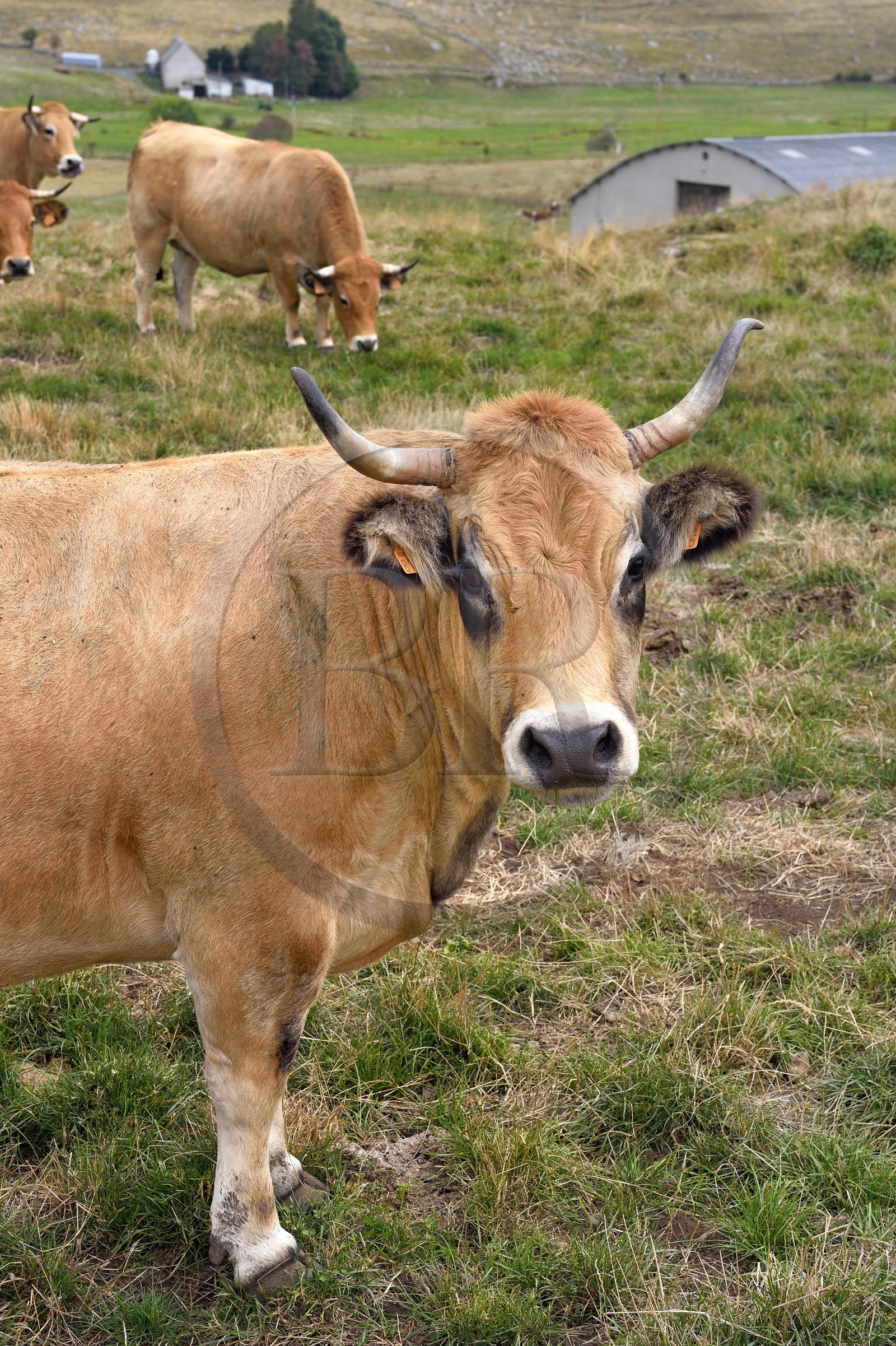 France, Cantal (15), Parc naturel régional de l'Aubrac, plateau de l'Aubrac vers Saint-Urcize, vaches de race Aubrac