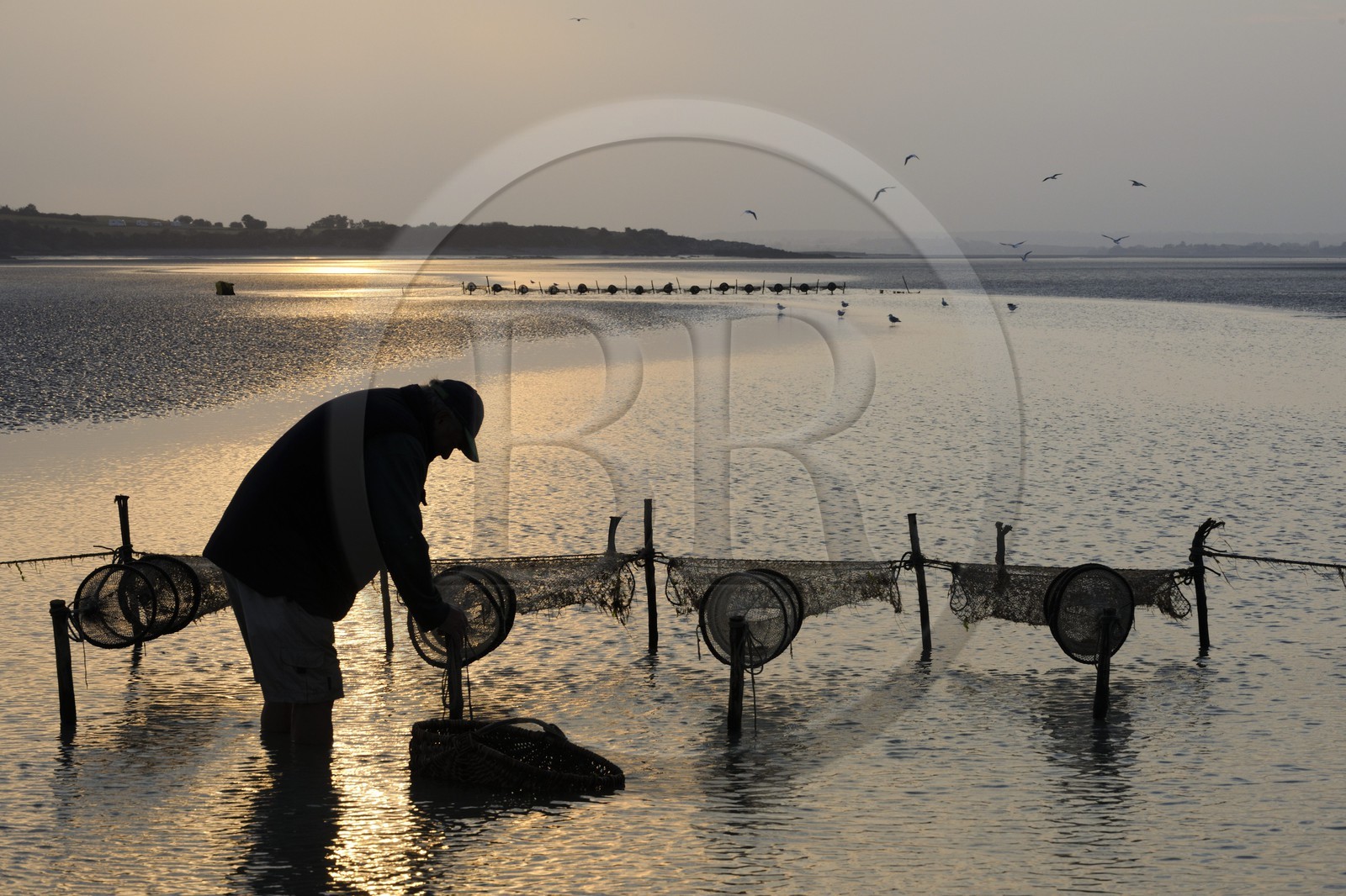 France, Manche (50), Baie du Mont-Saint-Michel, le pêcheur de grève Guy Jugan relevant ses filets de crevettes grises à l'aube