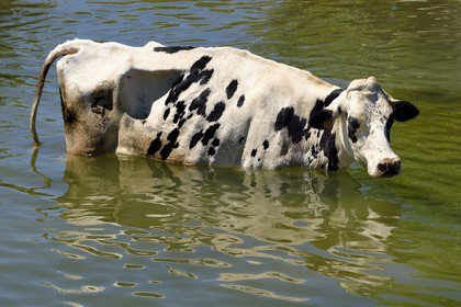 France, Meuse, Bannoncourt, cows bathing in the Meuse river