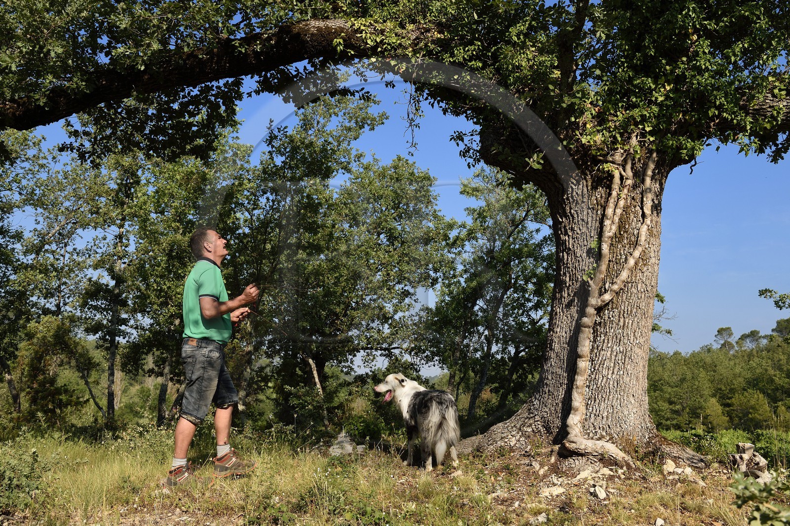 France, Var (83), Provence Verte, Bras, domaine de la maison d'hotes Le Peyrourier, le sourcier et trufficulteur Philippe Boit, accompagné de sa chienne truffière Fanny, il interroge à l'aide de ses baguettes en cuivre le chêne pour savoir s'il produit des truffes