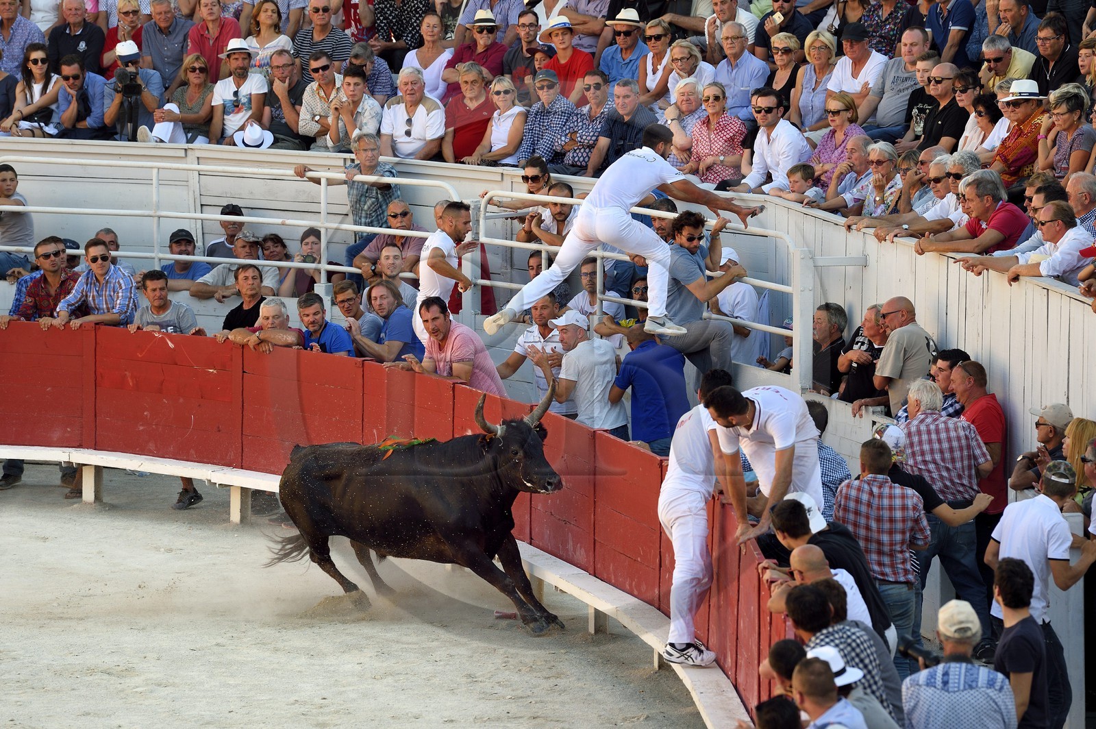 France, Bouches-du-Rhône (13), Arles, la course camarguaise  de la Cocarde d'Or aux Arènes France, Bouches-du-Rhône (13), Arles, la course camarguaise  de la Cocarde d'Or aux Arènes