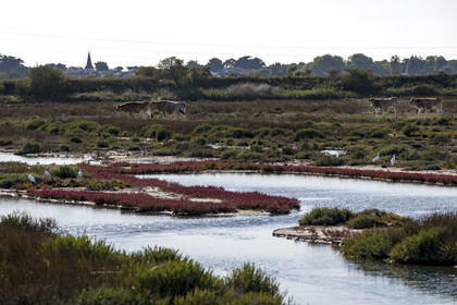 France, Vendée (85), Ile de Noirmoutier, vaches et aigrettes dans la Réserve Naturelle du Polder de Sebastopol
