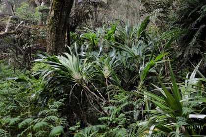 France, île de la Réunion, forêt de Bélouve