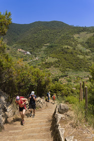 Italy, Liguria, Cinque Terre National Park listed as World Heritage by UNESCO, hikers on the GR 586 path passing through the terraced vineyard between Volastra and Manarola