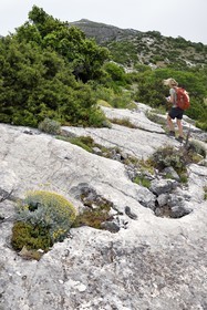 France, Var, Plan d'Aups Sainte Baume, Sainte-Baume Regional Nature Park, Sainte-Baume Massif, hiker at the Col du Saint-Pilon at the top of the cliff on the GR 98 and GR9, santolina flowers in the foreground in the rock