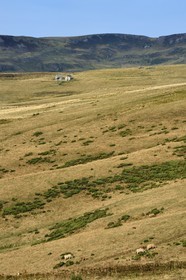France, Cantal (15), Parc Naturel Régional des Volcans d’Auvergne, vallée de Brezons, estives en altitude, troupeau de vache de race Aubrac