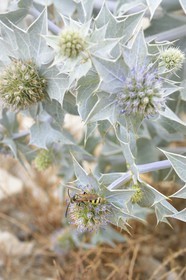 France, Bouches-du-Rhône (13), Parc naturel régional de Camargue, Panicaut maritime (Eryngium maritimum) emblème du Conservatoire de l'espace littoral et des rivages lacustres