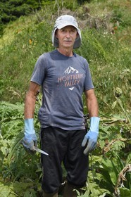 France, Ile de la Reunion, Le Tampon, la Plaine des Cafres, l'agriculteur Jean-Pierre Lacaille dans son champ d'artichauts
