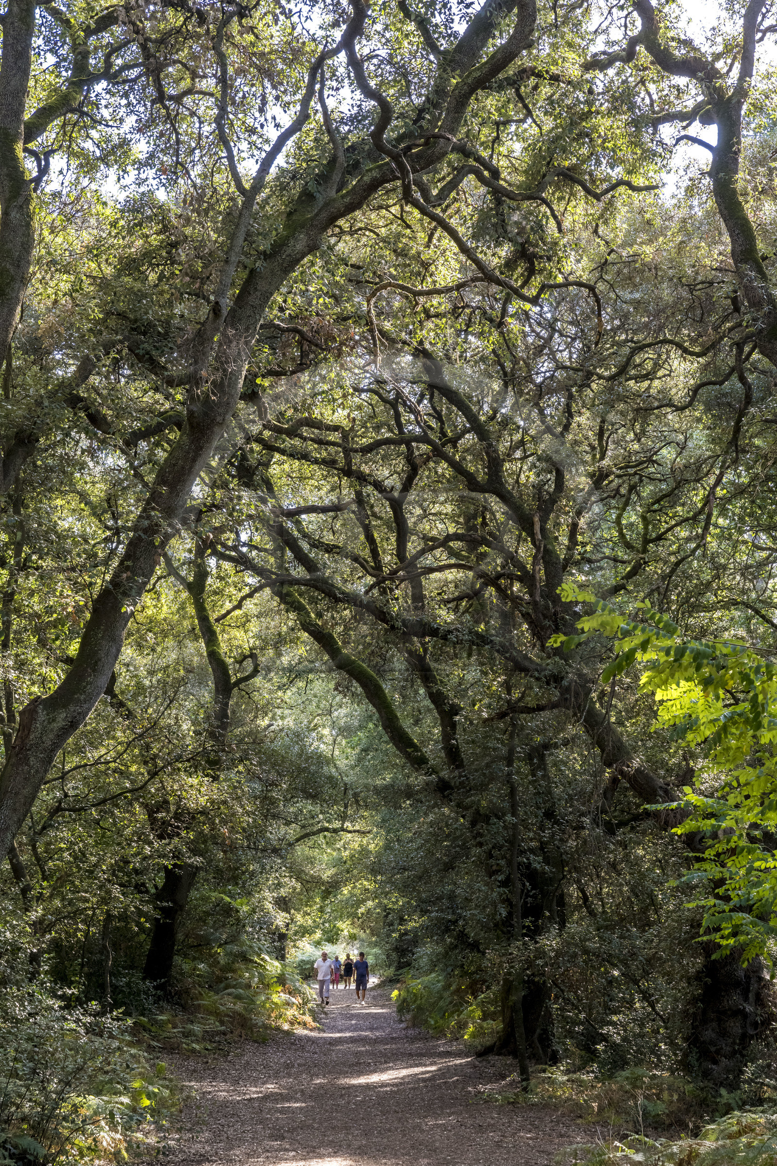 France, Vendée (85), Talmont-Saint-Hilaire, forêt de chêne vert du bois du Veillon dans l'arrière pays de la Pointe du Payré