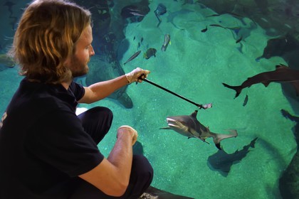 France, Pyrénées-Atlantiques (64), Pays-Basque, Biarritz, l'Aquarium - le Musée de la Mer, Jean Baptiste Nurenberg nourrissant un requin à pointes noires (Carcharhinus melanopterus)
