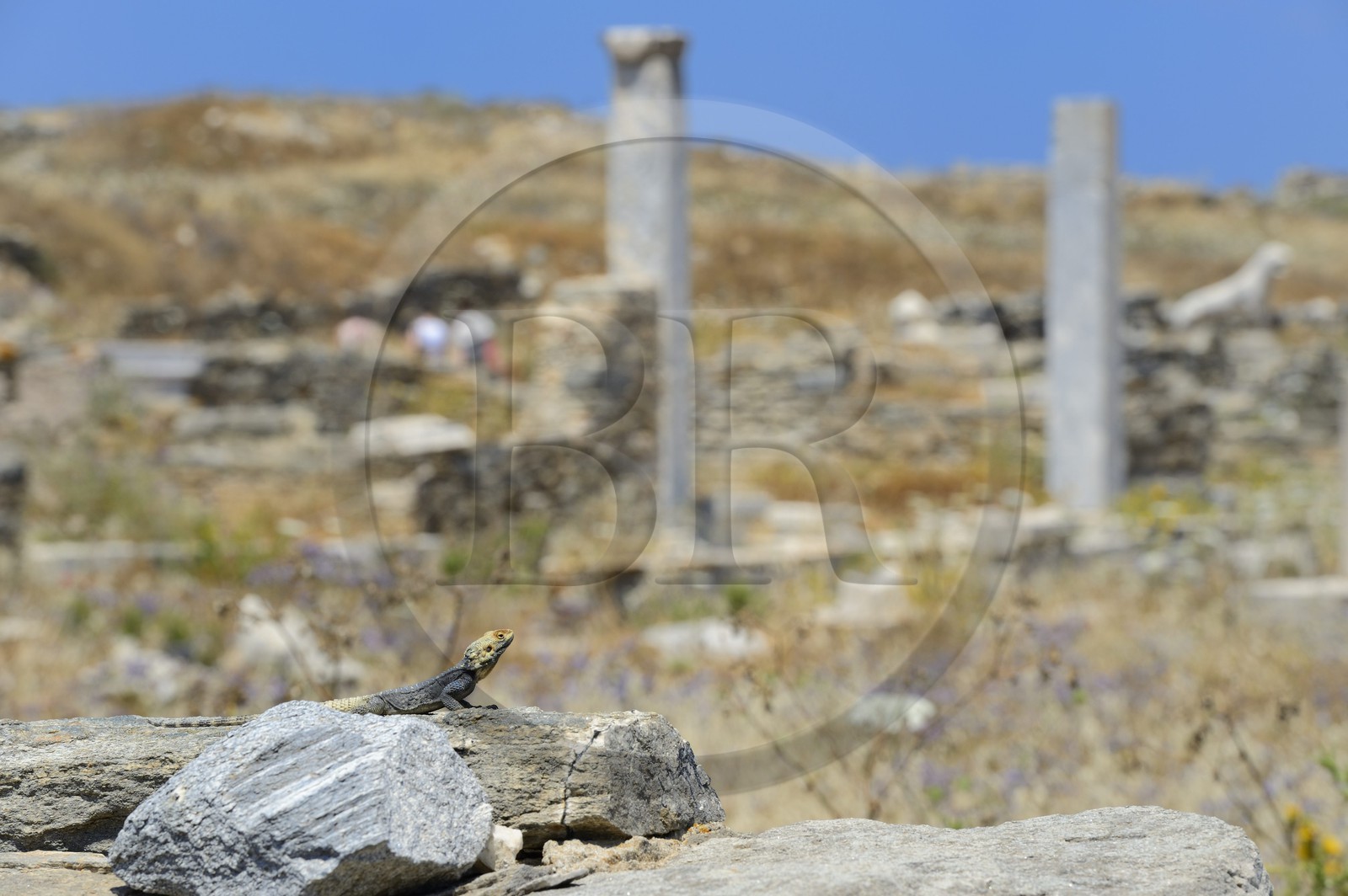 Greece, Cyclades islands, Delos, listed as World Heritage by UNESCO, the archaeological site of Delos, Apollo's Sanctuary, the most ancient city of the Aegean Sea, lizard in front of the Terrace of the Lions
