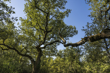 France, Var (83), Provence Verte, Bras, Académie du Bain de Forêt Provençale, forêt du domaine Le Peyrourier - une campagne en Provence