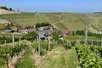 Allemagne, Bade-Wurtemberg, le vignoble à Durbach