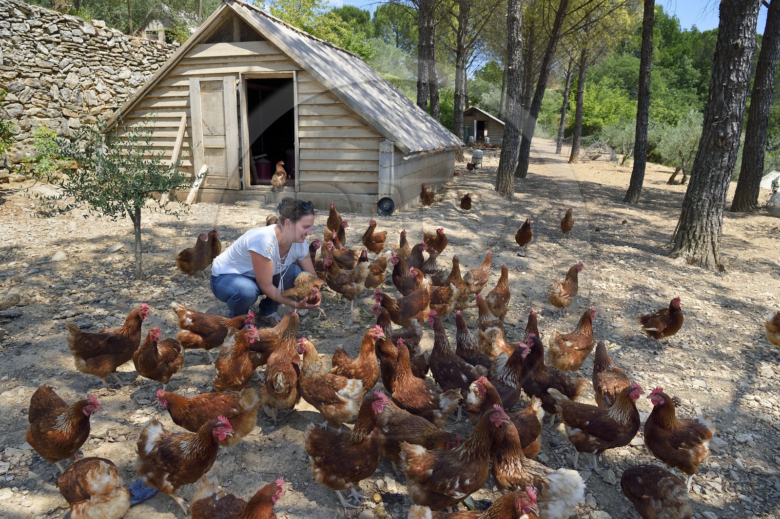 France, Var (83), Provence Verte, Correns, 1er village bio de France, le Poulailler de Lea, l'agricultrice bio Lea Brunet entourée de ses poules pondeuses