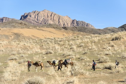 Iran, Province d'Ispahan, désert du Dasht-e Kavir, Mesr dans la région de Khur et Biabanak, caravane de dromadaires lors d'une randonnée chamelière