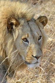 Zimbabwe, province des Midlands, Gweru, Antelope Park qui abrite ALERT (African Lion and Environmental Research Trust), Zone 2, jeune lion mâle (panthera leo) appellé AS2 qui sera relaché en clan dans un parc national pour le repeupler