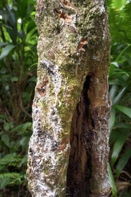 Caribbean, Dominica Island, Castle Bruce, Morne Trois Pitons National Park listed as World heritage by UNESCO, trail leading through the rainforest to the Desolation Valley and then to Boiling Lake, rubber tree (Ficus elastica)