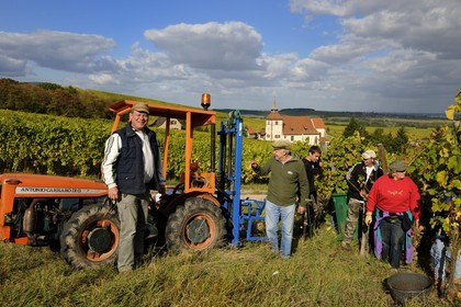 France, Bas-Rhin (67), Dambach-la-ville, vendanges et chapelle Saint-Sébastien au milieu des vignes