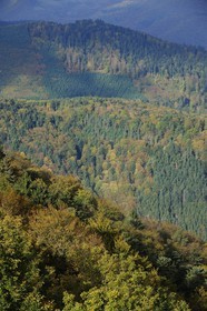 France, Bas Rhin, Vosges Massif forest