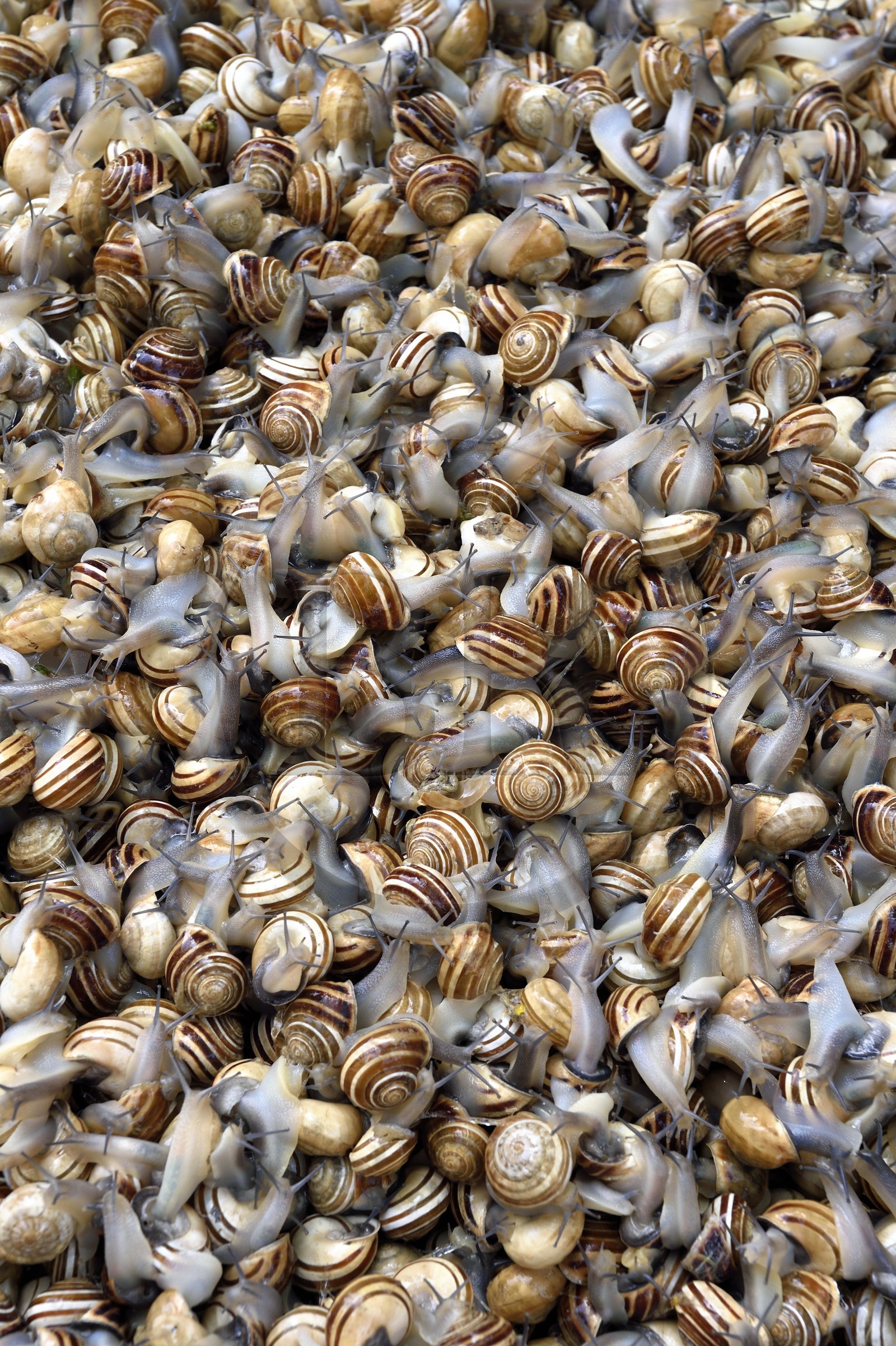 Italy, Sicily, Catania, Baroque city listed as UNESCO World Heritage, the Pescheria morning market in the Duomo district, selling live snails