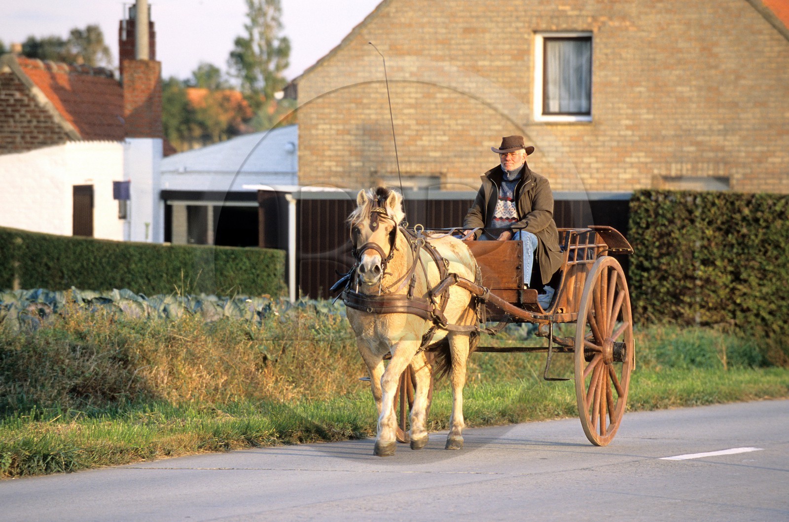 Belgium, West Flanders, Monts-de-Flandre region, harness on the road