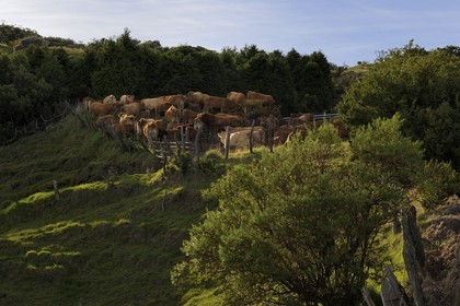 France, Reunion island (French overseas department), herd of cows on the foot of the slopes of the volcano Piton de la Fournaise