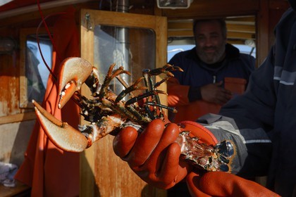 Suède, Västra Götaland, Iles Koster, sortie en mer pour récupérer les casiers à homards, homard