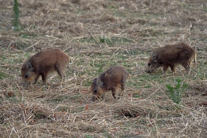 France, Var (83), Parc Naturel Régional du Verdon, Bauduen, marcassins