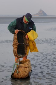 France, Manche, Bay of Mont Saint Michel, listed as World Heritage by UNESCO, Beach fisherman Guy Jugan lifting his nets full of Crangon crangon (grey shrimp) shrimps at dawn