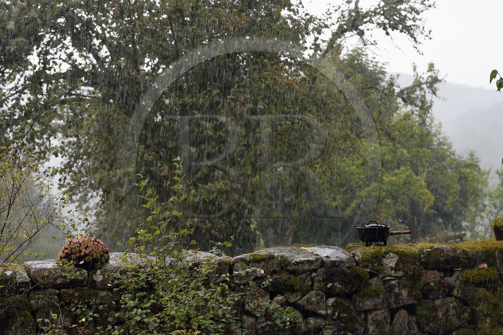 France, Cantal (15), Parc naturel régional de l'Aubrac, hameau de Le Laussier à Lieutades, mur de jardin sous la pluie