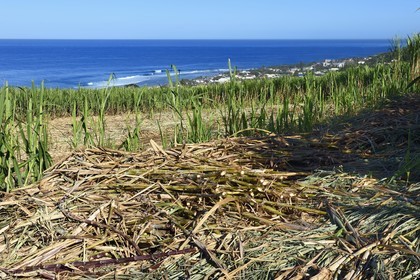 France, Ile de la Reunion, côte sud, Petite-Ile, champ de canne à sucre et Grands-Bois en arrière plan