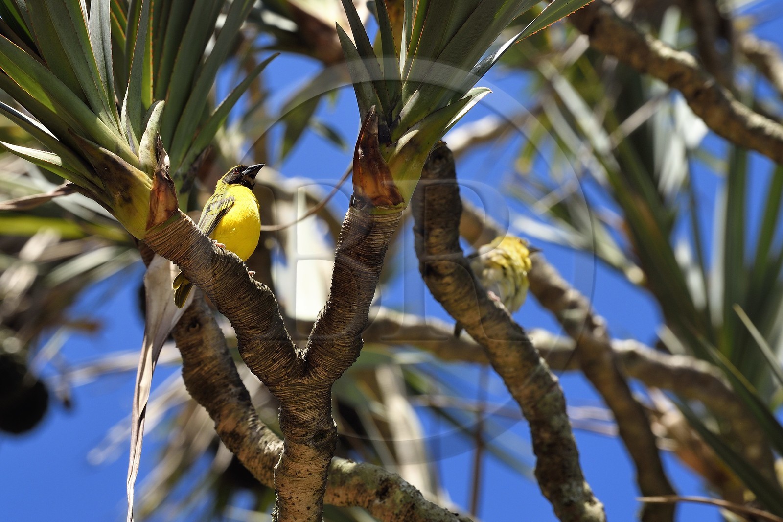 France, Ile de la Reunion, Parc national de La Réunion, classé Patrimoine Mondial de l'UNESCO, Sainte-Rose, anse des Cascades, tisserin gendarme (Ploceus cucullatus) aussi appelé Oiseau Bellier ou Zwazo Belye