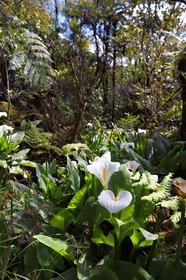 France, Ile de la Reunion, Parc National de la Réunion classé Patrimoine Mondial de l'UNESCO, La Plaine des Palmistes, forêt de Bébour, sentier de randonnée Bras Cabot, Arum d'Éthiopie, Calla (Zantedeschia aethiopica) aussi appelé l'arum des fleuristes