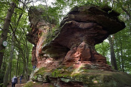 France, Bas Rhin, Northern Vosges Regional Natural Park, Niedersteinbach, Steinbach national forest, sandstone rock called Gypsy Rock