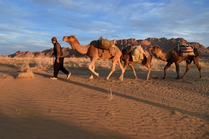 Iran, Province d'Ispahan, désert du Dasht-e Kavir, Mesr dans la région de Khur et Biabanak, caravane de dromadaires au pied de la chaine de montagne de Dareh bidan au coucher de soleil