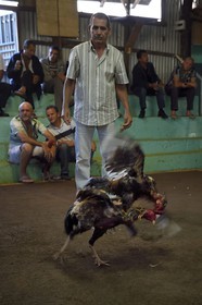 France, Ile de la Reunion, Petit Tampon, combat de coqs dans le Rond de Coq
