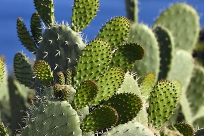 Italy, Sicily, Aeolian Islands, listed as World Heritage by UNESCO, Lipari Island, prickly pear (Opuntia ficus-indica)