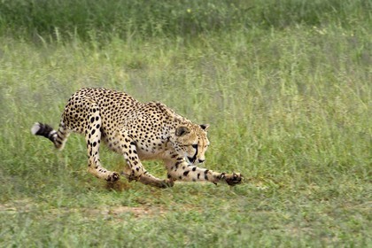 Namibie, Otjiwarongo, Cheetah Conservation Fund, centre de recherche et d'éducation, guépard (Acinonyx jubatus) chassant un leurre pour lui donner de l'exercice et garder la forme