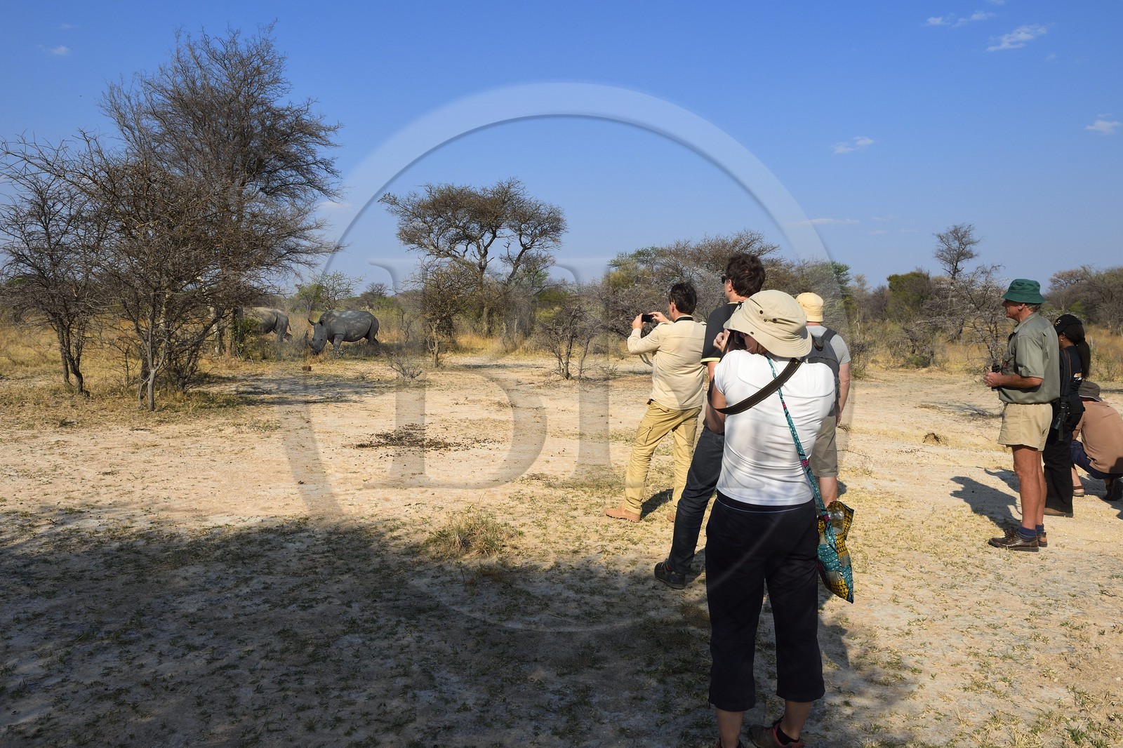 Zimbabwe, Matabeleland South Province, Matobo or Matopos Hills National Park, listed as World Heritage by UNESCO, walking safari in search of White Rhinoceros (Ceratotherium simum)