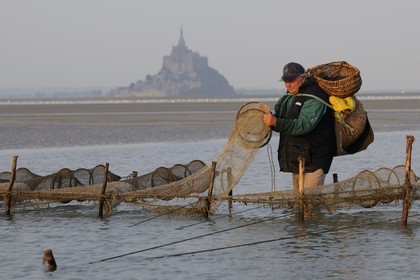 France, Manche, Bay of Mont Saint Michel, listed as World Heritage by UNESCO, Beach fisherman Guy Jugan lifting his nets full of Crangon crangon (grey shrimp) shrimps at dawn