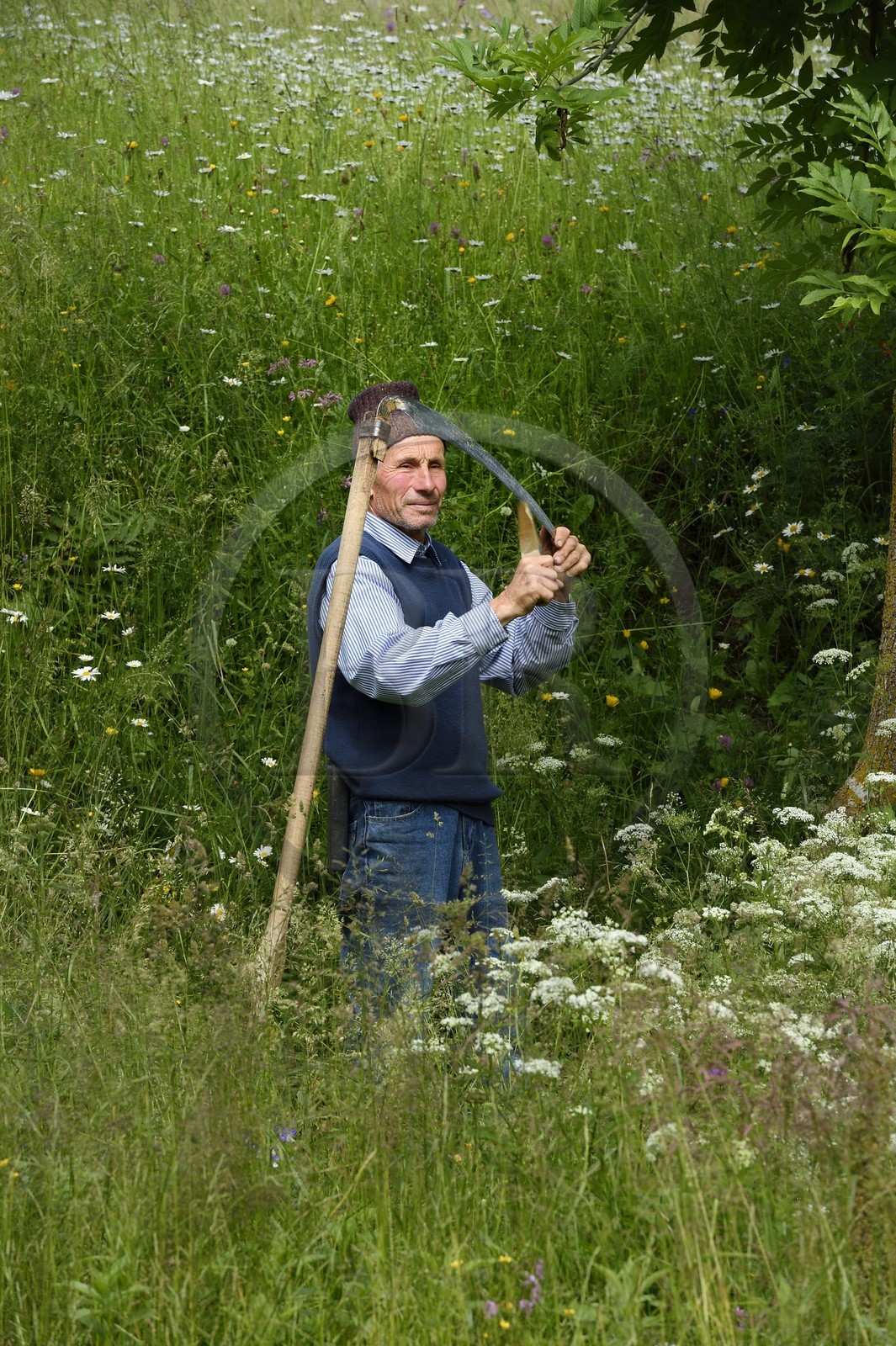 Roumanie, Transylvanie, région de Brasov, Moieciu de Sus dans les monts Fagaras dans les Carpates du Sud, un paysan aiguise sa faux dans son prés