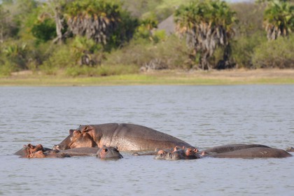Tanzanie, Reserve de gibier de Selous une des plus grandes zones protégées au monde et inscrite sur la liste du patrimoine mondial de l’Unesco depuis 1982, hippopotames sur le lac Nzerakera formé par la rivière Rufiji