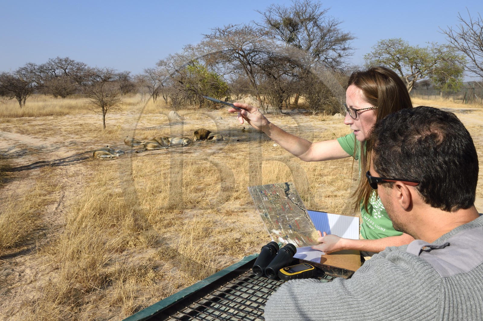 Zimbabwe, province des Midlands, Gweru, Antelope Park qui abrite ALERT (African Lion and Environmental Research Trust), Yvonne Gordon est une permanente du projet en charge de l'observation du comportement des lions qui seront relachés en clan dans un parc national, ici en zone 2 des femelles adultes et leurs petits ainsi que le mâle qui ont enfantés les lions qui seront relachés