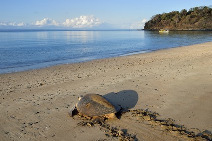 France, Ile de Mayotte, Grande-Terre, Kani-Keli, plage de N’Gouja, tortue verte (Chelonia mydas) rejoignant la mer après la ponte