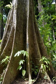 Caribbean, Dominica Island, Morne Trois Pitons National Park listed as World heritage by UNESCO, acomat boucan (sloanea caribaea)